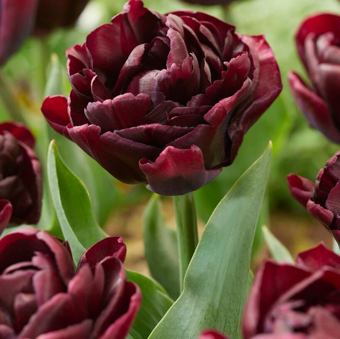 Wholesale Tulipa Double Late 'Canyon' - Tulip | A.D.R. Bulbs