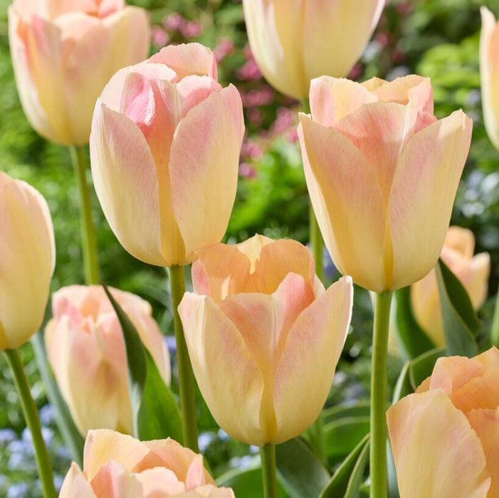 Wholesale Tulipa Darwin Hybrid 'Jade Maiden' - Tulip | A.D.R. Bulbs