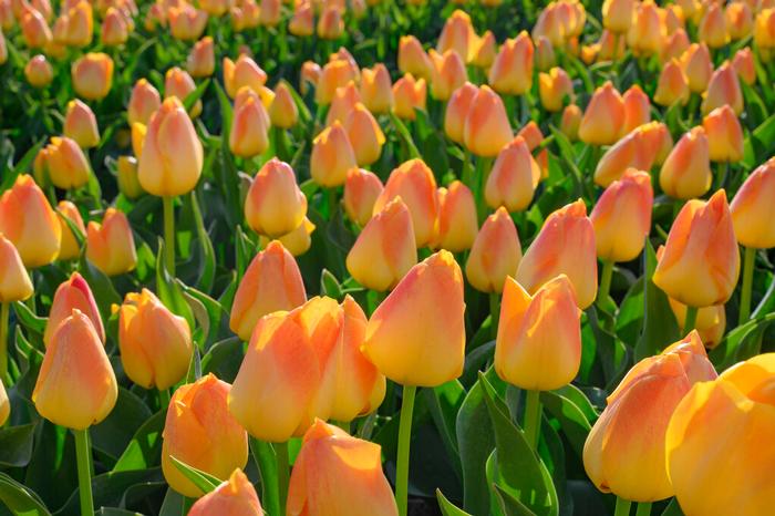 Wholesale Tulipa Darwin Hybrid 'Chongming Love' - Tulip | A.D.R. Bulbs