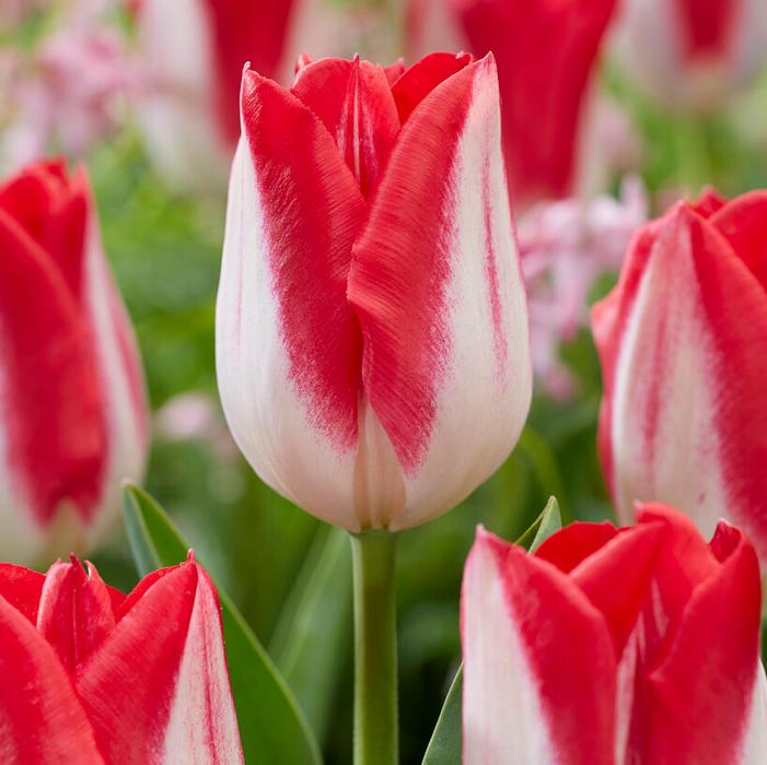 Wholesale Tulipa Triumph 'Kissable' - Tulip | A.D.R. Bulbs