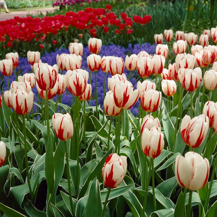 Wholesale Tulipa Triumph 'Happy Generation' - Tulip | A.D.R. Bulbs
