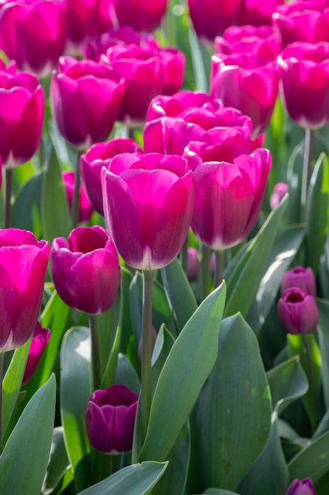 Wholesale Tulipa Triumph 'Roeska' - Tulip | A.D.R. Bulbs