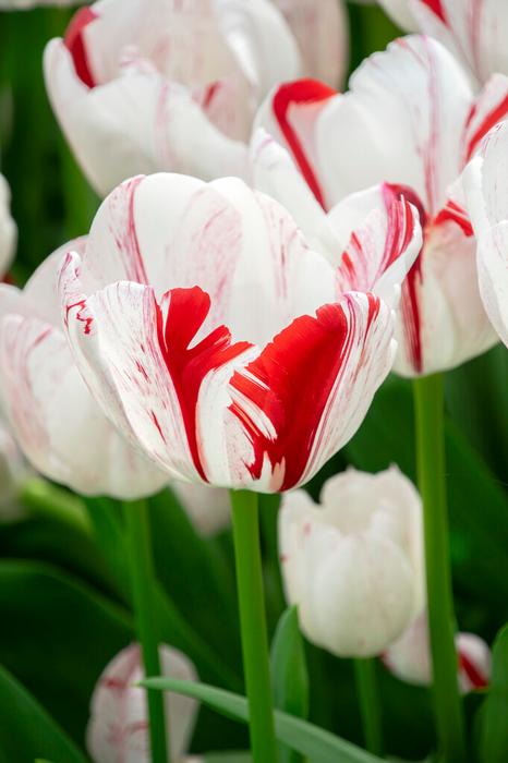 Wholesale Tulipa Triumph 'One Direction' - Tulip | A.D.R. Bulbs