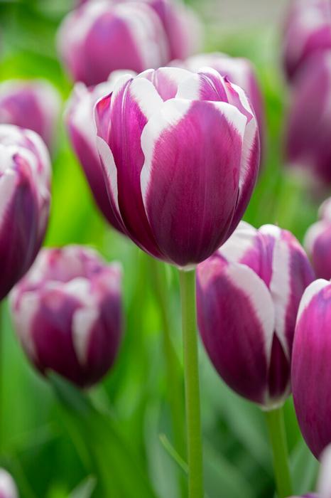 Wholesale Tulipa Triumph 'Tiramisu' - Tulip | A.D.R. Bulbs