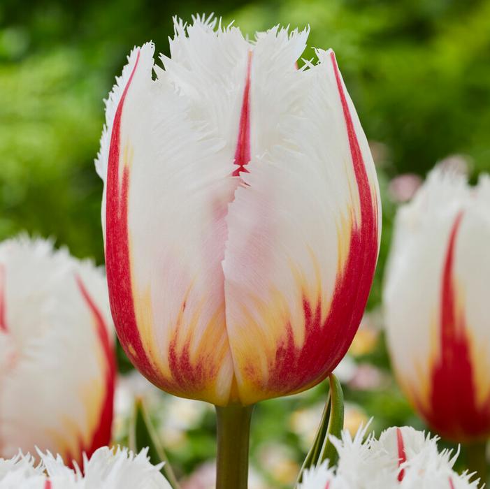 Wholesale Tulipa Fringed 'Salsa' - Tulip | A.D.R. Bulbs
