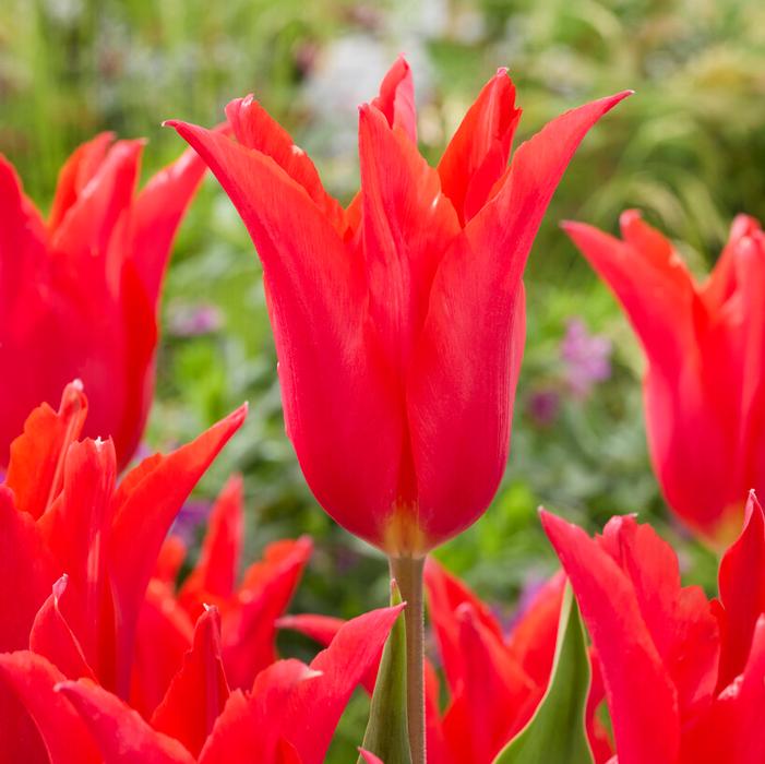 Wholesale Tulipa Lily Flowering 'Royal Charm' - Tulip | A.D.R. Bulbs