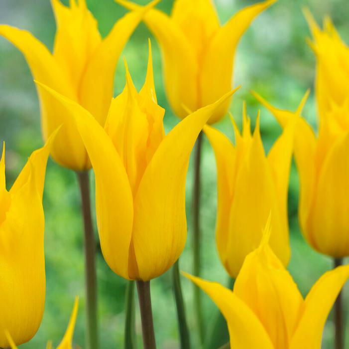 Wholesale Tulipa Lily Flowering 'La Perla' - Tulip | A.D.R. Bulbs