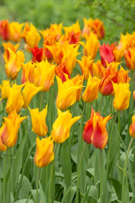 Wholesale Tulipa Lily Flowering 'Vendee Globe' - Tulip | A.D.R. Bulbs