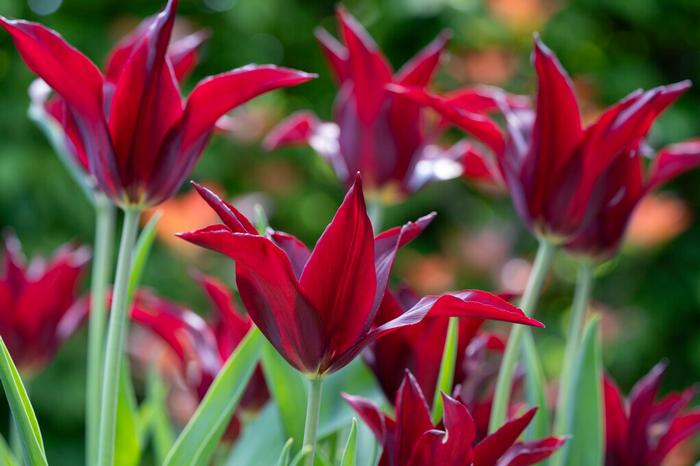 Wholesale Tulipa Lily Flowering 'Sarah Raven' - Tulip | A.D.R. Bulbs