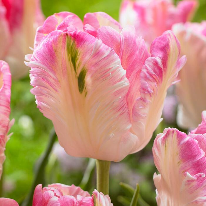 Wholesale Tulipa Parrot 'Cabanna' - Tulip | A.D.R. Bulbs