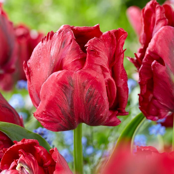 Wholesale Tulipa Parrot 'Red Madonna' - Tulip | A.D.R. Bulbs