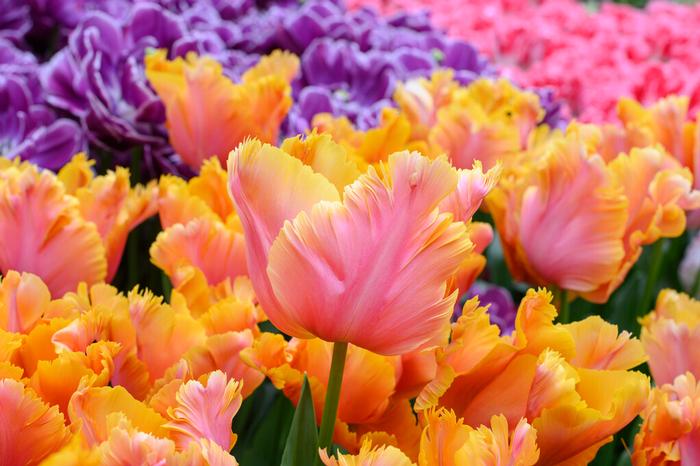 Wholesale Tulipa Parrot 'Amazing Parrot' - Tulip | A.D.R. Bulbs