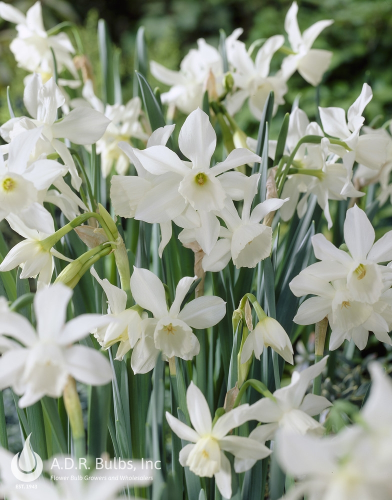 Wholesale Narcissi Miniature 'Thalia' - Daffodil | A.D.R. Bulbs