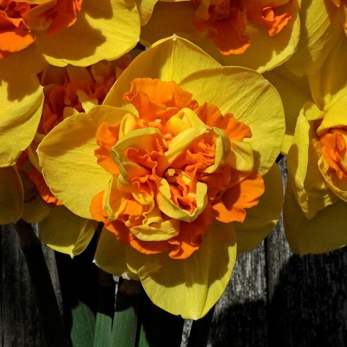 Wholesale Narcissi Double 'Sizzling Fire' - Daffodil | A.D.R. Bulbs