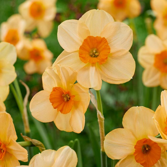 Wholesale Narcissi Bunch Flowering 'Kedron' - Daffodil | A.D.R. Bulbs