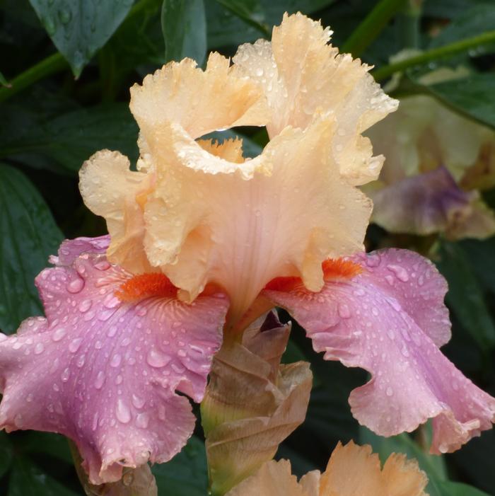 Wholesale Iris Germanica 'Frimousse' - Bearded Iris | A.D.R. Bulbs