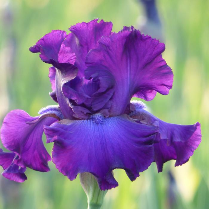 Wholesale Iris Germanica 'Five O'Clock' - Bearded Iris | A.D.R. Bulbs
