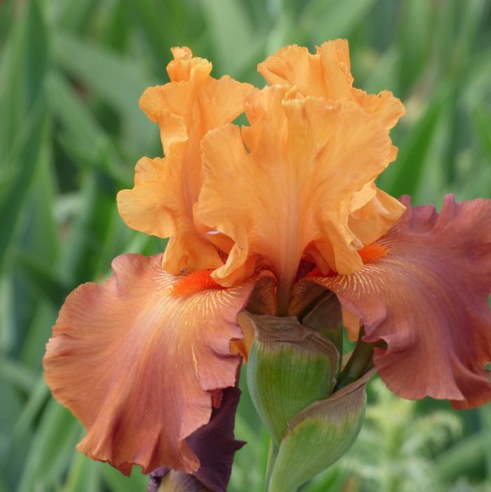 Wholesale Iris Germanica 'Lovely Senorita' - Bearded Iris | A.D.R. Bulbs