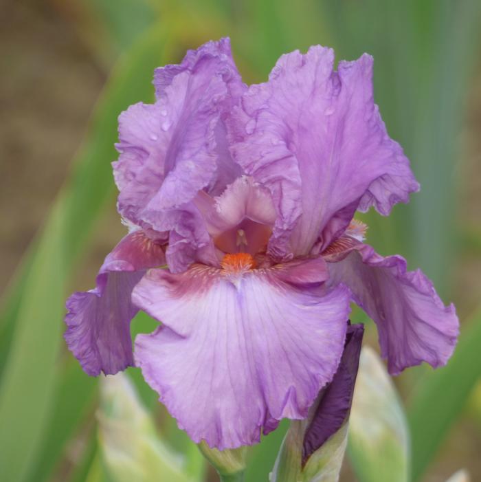 Wholesale Iris Germanica 'Persian Berry' - Bearded Iris | A.D.R. Bulbs