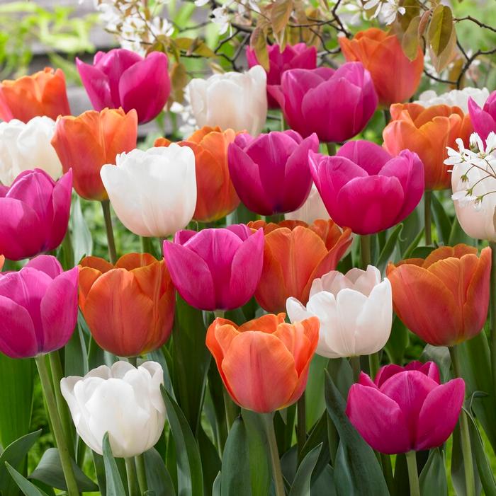 Wholesale Tulipa Long-lasting 'All Season Lollipop Mix' - | A.D.R. Bulbs