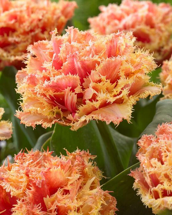 Wholesale Tulipa Fringed 'Brisbane' (Double) - Tulip | A.D.R. Bulbs