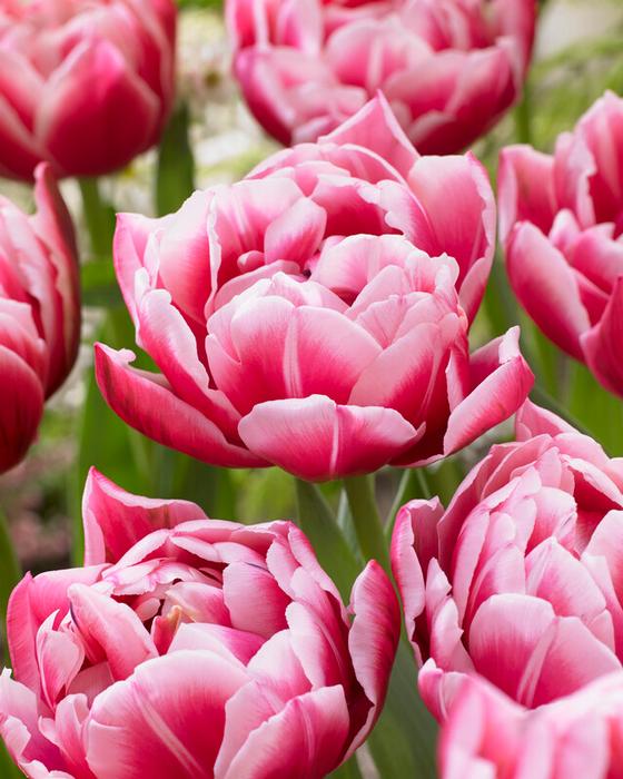 Wholesale Tulipa Double Early 'Columbus' - Tulip | A.D.R. Bulbs