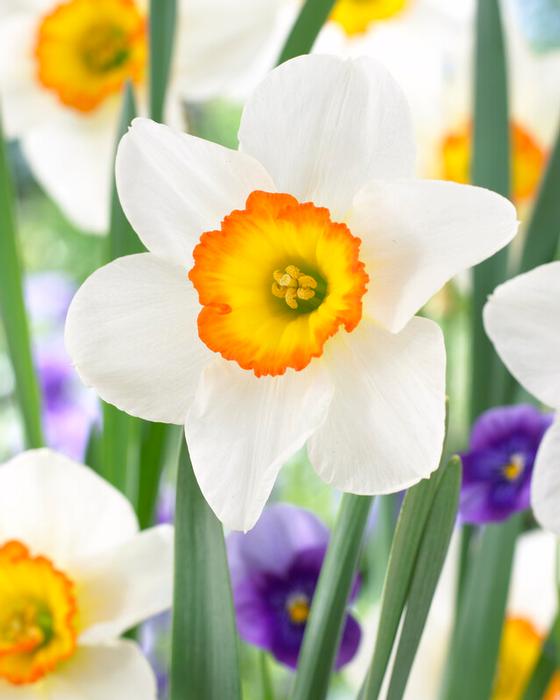 Wholesale Narcissi Large Cupped 'Flower Record' - Daffodil | A.D.R. Bulbs