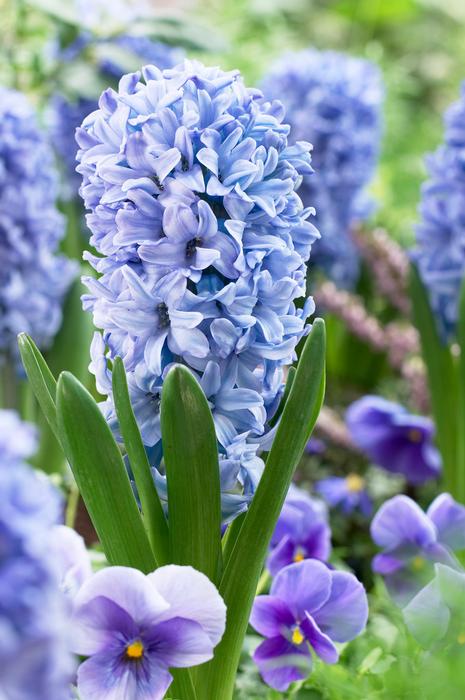 Wholesale Hyacinthus Orientalis 'Delft Blue' - Hyacinth | A.D.R. Bulbs