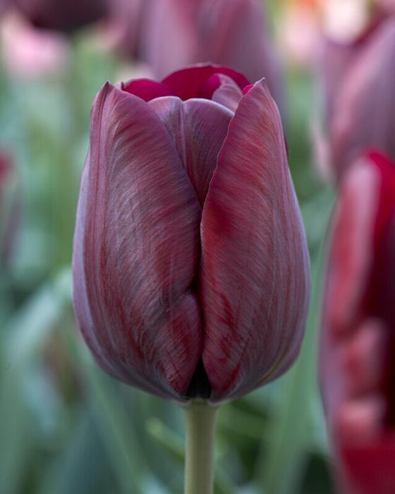 Wholesale Tulipa Triumph 'Ronaldo' - Tulip | A.D.R. Bulbs