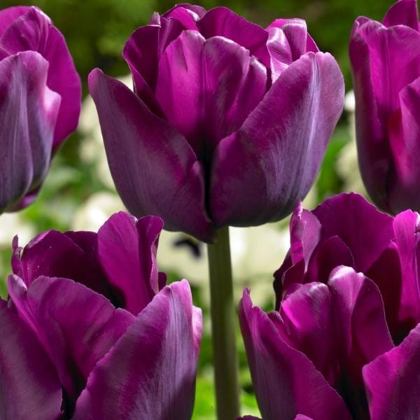Wholesale Tulipa Triumph 'Saigon' - Tulip | A.D.R. Bulbs