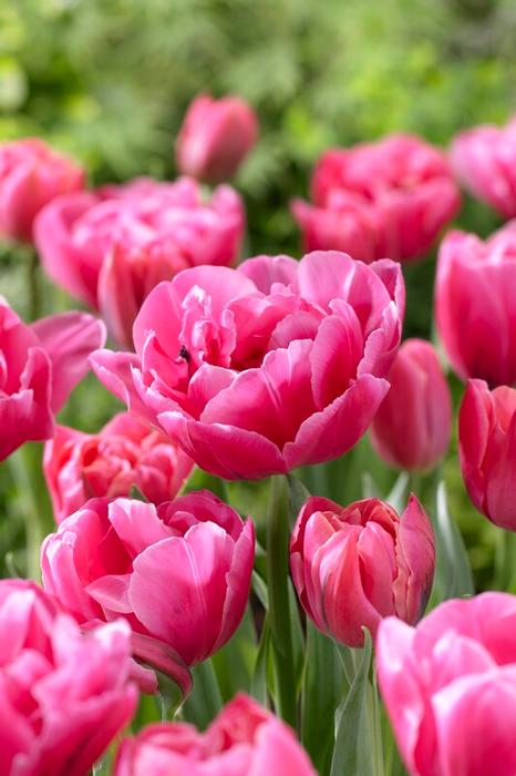 Wholesale Tulipa Double Late 'Sunset Tropical' - Tulip | A.D.R. Bulbs