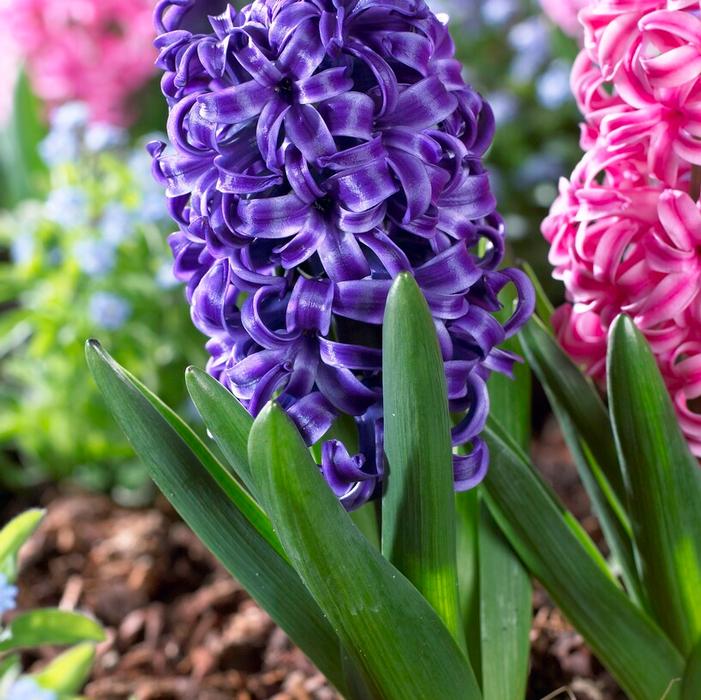 Wholesale Hyacinthus Orientalis 'Blue Pearl' - Hyacinth | A.D.R. Bulbs
