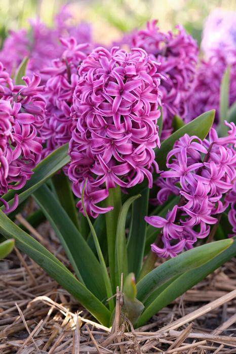 Wholesale Hyacinthus Orientalis 'Purple Sensation' - Hyacinth | A.D.R. Bulbs