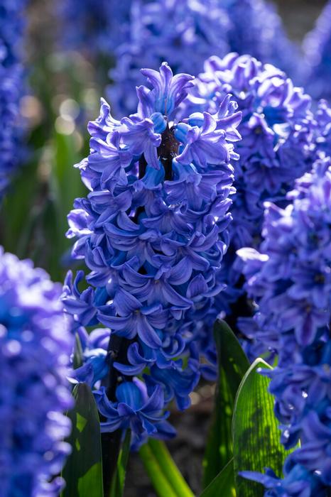 Wholesale Hyacinthus Orientalis 'Blue Jacket' - Hyacinth | A.D.R. Bulbs