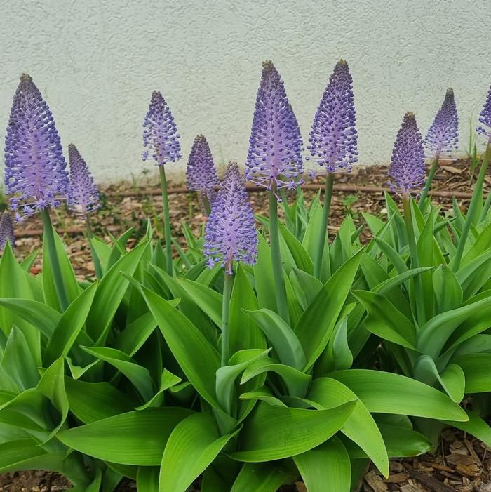 Wholesale Scilla Madeirensis 'Madeiran Squill' - Madeiran Squill | A.D.R. Bulbs