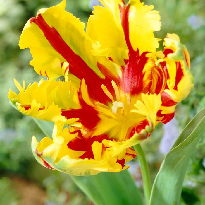 Wholesale Tulipa Parrot 'Texas Flame' - Tulip | A.D.R. Bulbs