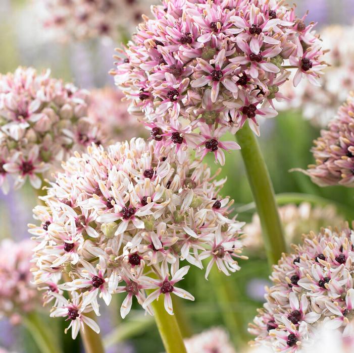 Wholesale Allium Tall 'Silver Spring' - Ornamental Onion | A.D.R. Bulbs