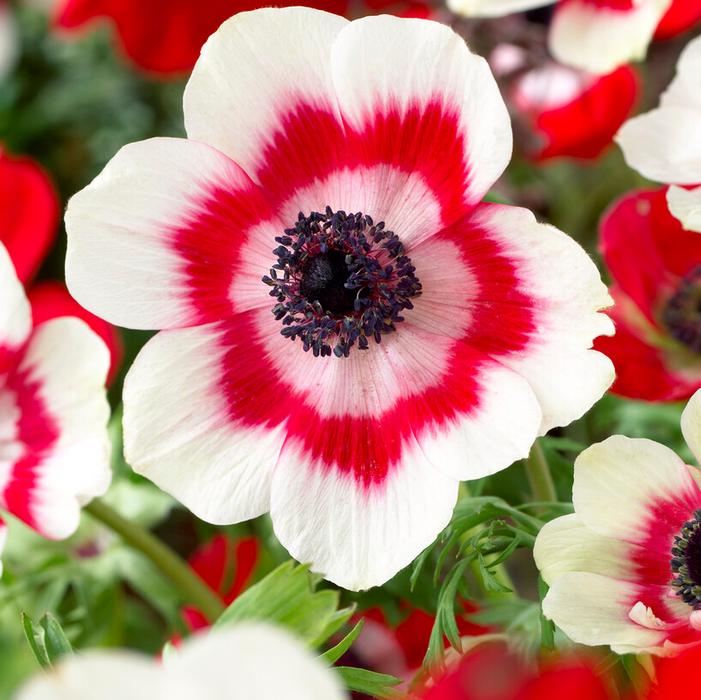 Wholesale Anemone Coronaria Single 'Duet' - Windflower | A.D.R. Bulbs