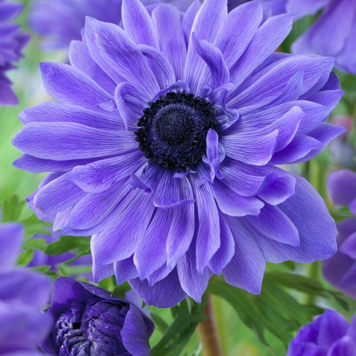 Wholesale Anemone Coronaria Double 'Lord Lieutenant' - Windflower | A.D.R. Bulbs