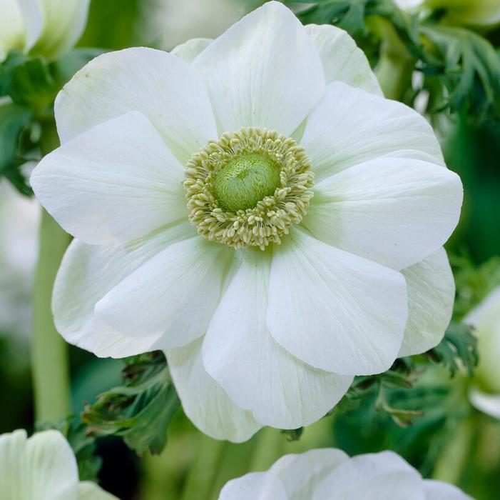 Wholesale Anemone Coronaria Single 'The Bride' - Windflower | A.D.R. Bulbs
