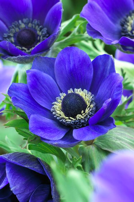 Wholesale Anemone Coronaria Single 'Mr. Fokker' - Windflower | A.D.R. Bulbs