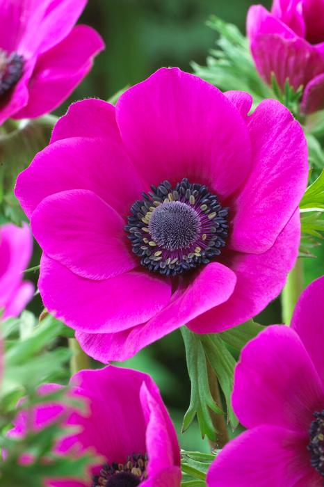 Wholesale Anemone Coronaria Single 'Sylphide' - Windflower | A.D.R. Bulbs