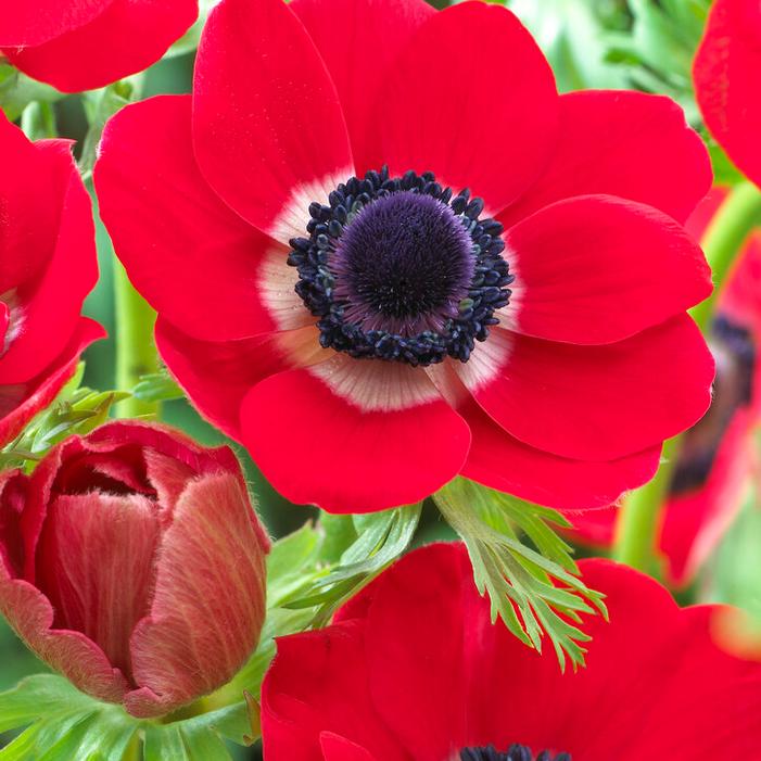 Wholesale Anemone Coronaria Single 'Hollandia' - Windflower | A.D.R. Bulbs