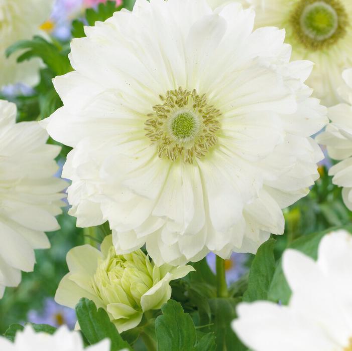 Wholesale Anemone Coronaria Double 'Mount Everest' - Windflower | A.D.R. Bulbs