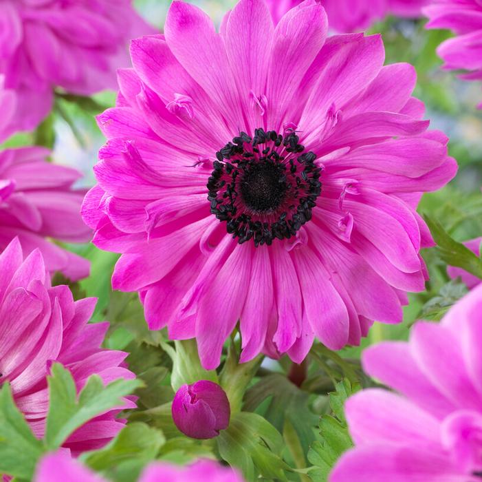 Wholesale Anemone Coronaria Double 'The Admiral' - Windflower | A.D.R. Bulbs