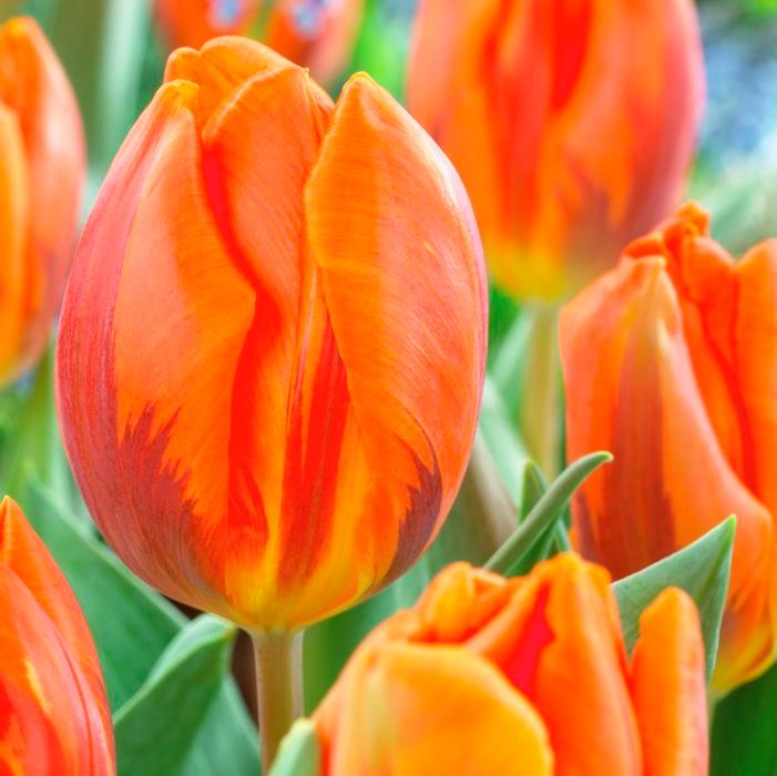 Wholesale Tulipa Triumph 'Prinses Irene' - Tulip | A.D.R. Bulbs