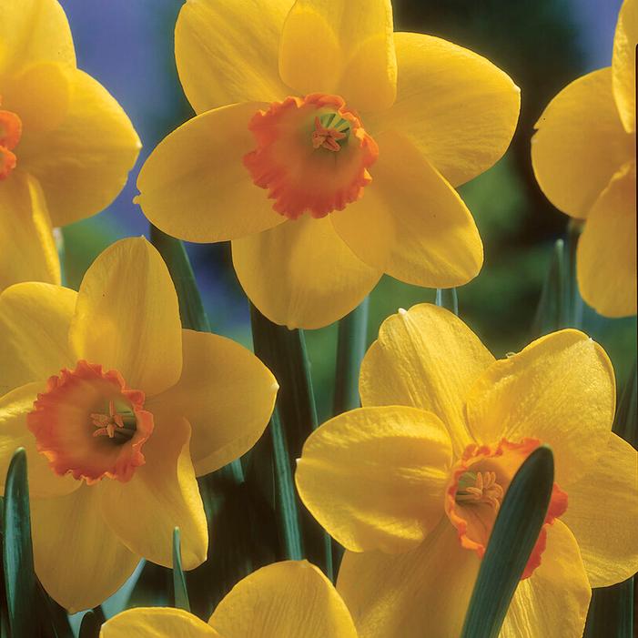 Wholesale Narcissi Large Cupped 'Carbineer' - Daffodil | A.D.R. Bulbs