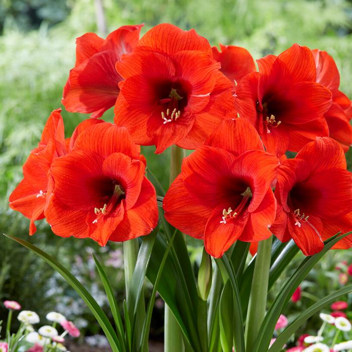 Amaryllis Dutch 'Love Heart' - Amaryllis from ADR Bulbs