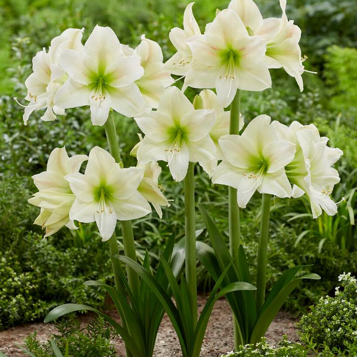 amaryllis コンピ Amaryllis Dutch 'Mount Everest' Amaryllis from ADR Bulbs
