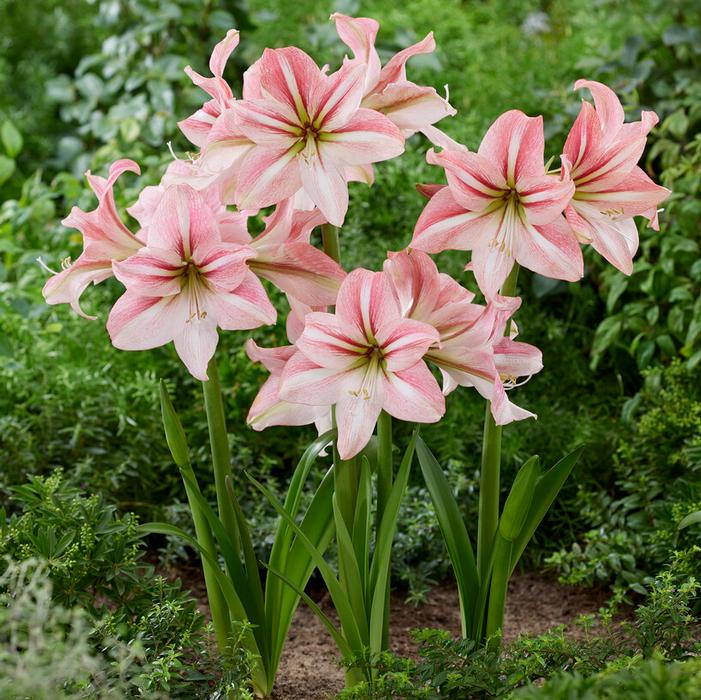 Wholesale Amaryllis Dutch 'River Dance' - Amaryllis | A.D.R. Bulbs